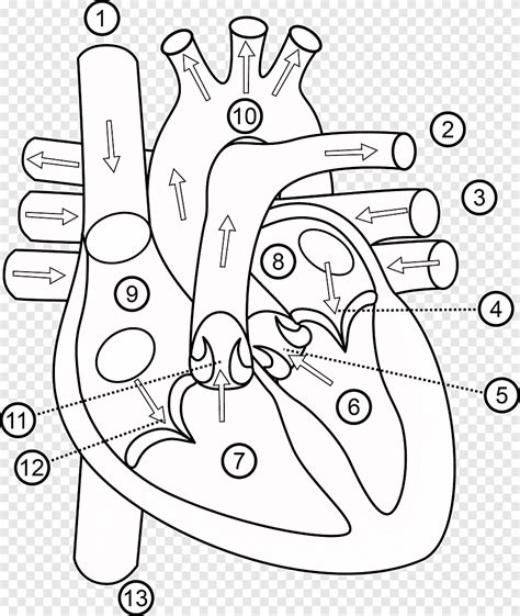 Corazon Humano Dibujo Para Colorear Corazon Mariposa Anatomia Cuerpo ...