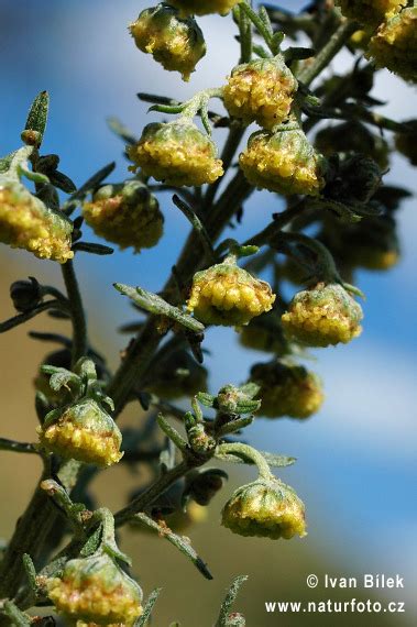 Artemisia Pontica Pictures Roman Wormwood Images Nature Wildlife
