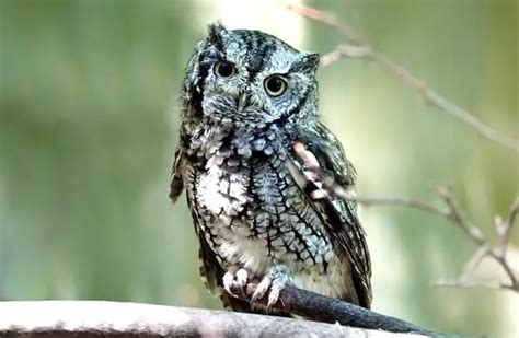 Screech Owl Description Habitat Image Diet And Interesting Facts