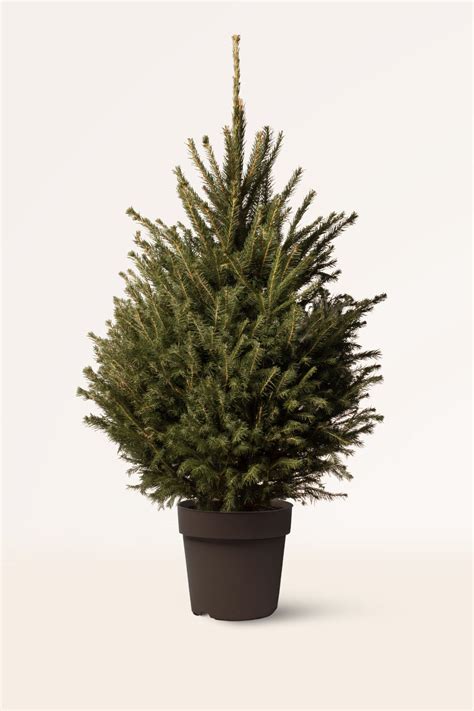 Comprar Árbol De Navidad Natural Pícea Abies Excelsa April Plants