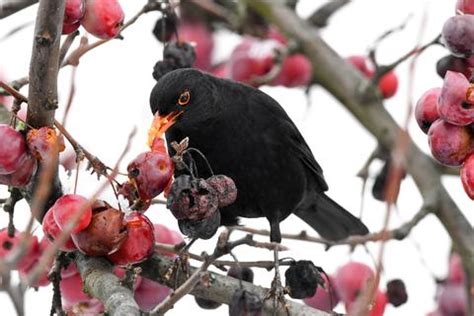 Vogelf Tterung Im Winter Hygiene Ist Wichtig