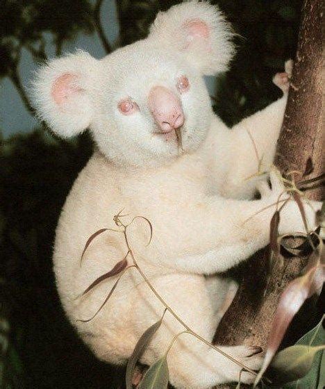 Extremely rare albino koala : r/RealLifeShinies