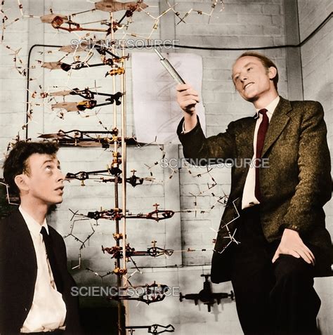 Watson And Crick With Dna Model 1953 Stock Image Science Source Images