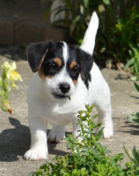 Welpen Jack Russell Terrier Von Karoo