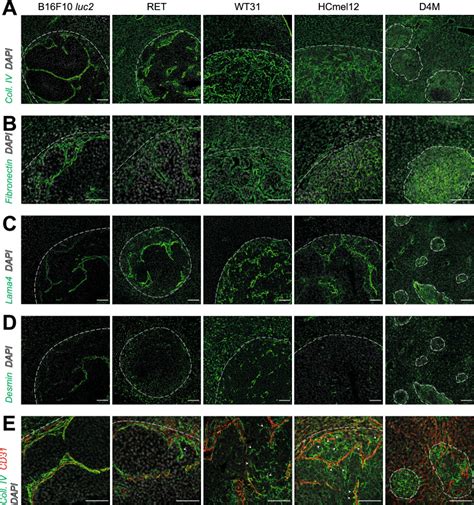 B16f10 Luc2 Melanoma Cells ATCC Bioz