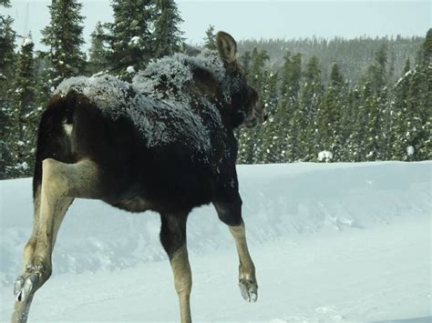 Bounty On Coyotes Wont Help Moose And Caribou Population Says Avalon