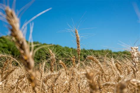 Lan Adas Cinco Novas Cultivares De Trigo E Uma De Triticale Biotrigo