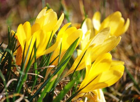 Yellow Crocus Spring Flowers Stock Image Image Of Seasonal Color