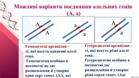 Презентація "Основні поняття генетики" | Презентація. Біологія