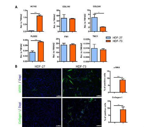 Basal Expression Of Fibrosis Related Molecules In HDF 27 And HDF 73