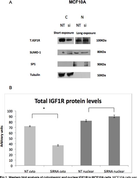 Figure From Nuclear Insulin Like Growth Factor Receptor Igf R