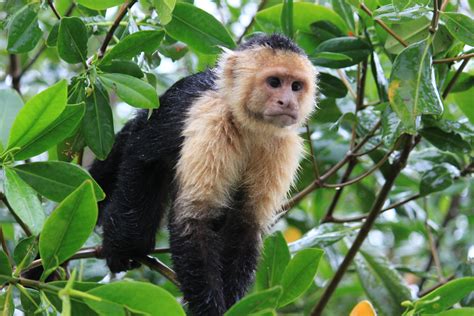 White Faced Capuchin Monkey Cebus Capucinus Damas Mangro Flickr