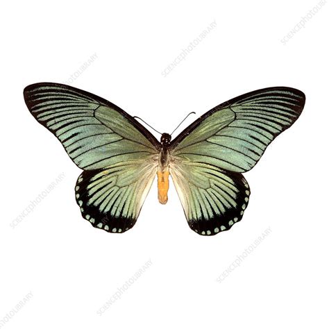 Papilio Zalmoxis Butterfly Stock Image Z3551293 Science Photo