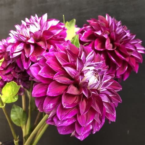 Dahlia Purple Pearl — Goldenrod Gardens