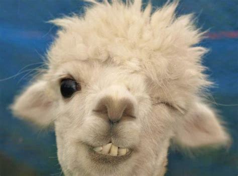 Funny Llama Face 2 1 Vivian Lawry