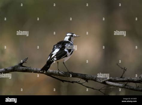 Australian Magpie Lark Grallina Cyanoleuca Female Australia Stock Photo