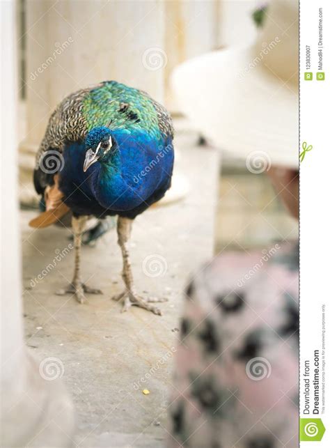 An Elderly Woman Feeding A Peacock Stock Image Image Of Bird Garden