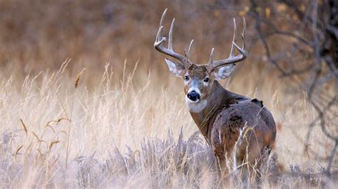 Whitetail Buck