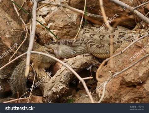 Rattlesnake With Prey Stock Photo 17792470 : Shutterstock