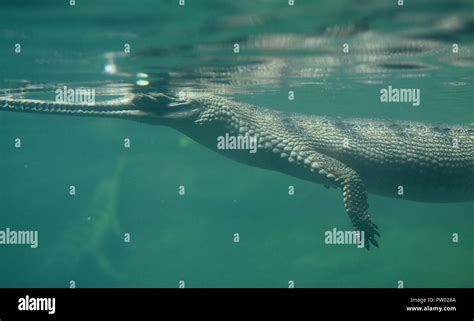 Gharial crocodiles are critically endangered Stock Photo - Alamy