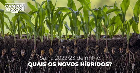 Safra De Milho Quais Os Novos H Bridos Revista Campo Neg Cios