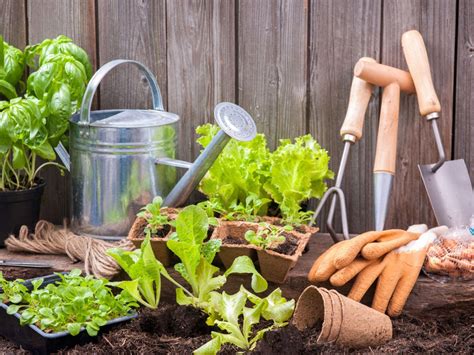 Gardening For Beginners Starting A Garden At Home The First Time