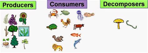 Science online: The type of the living organisms according to their feeding