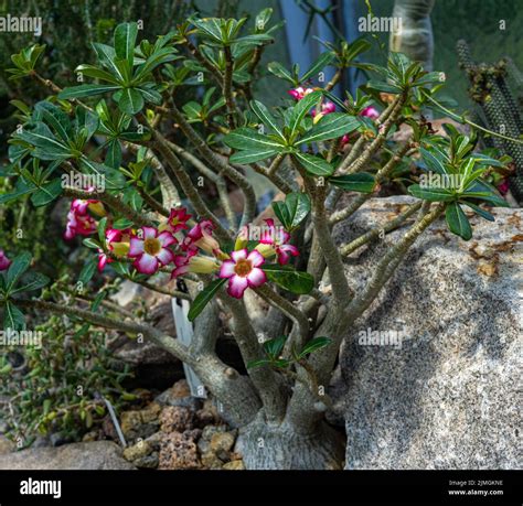 Beautiful Pink Adenium Obesum Flower In Garden Desert Rose Impala