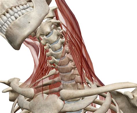 Facial Muscles Diagram Labeled Scalene