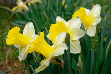 Yellow And White Daffodils