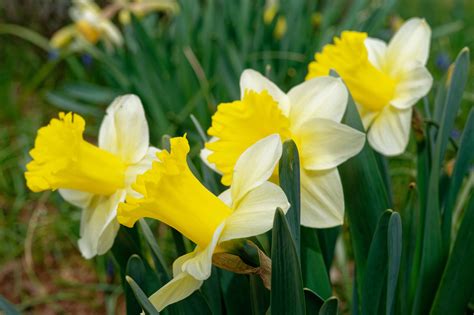 The 5 Most Popular Types Of Daffodils Az Animals