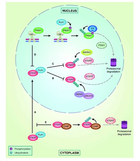 Regulation Of Htert Levels In The Nucleus And Cytoplasm A Plk1 Download Scientific Diagram