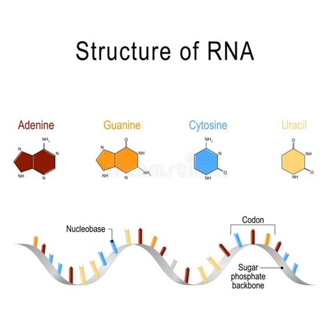 RNA Structure Adenine Cytosine Uracil Guanine Ribose Nucleotide