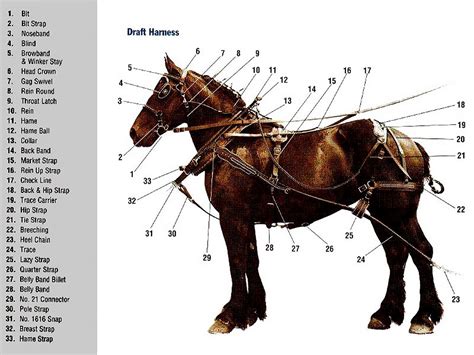 Harness Diagrams | L for Leather