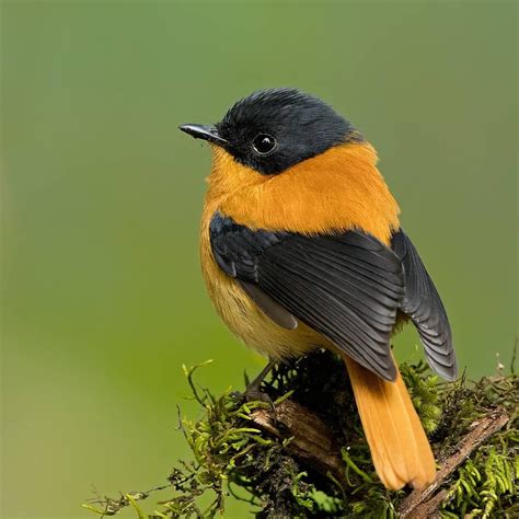 Black And Orange Flycatcher Rare Birds Bird Pictures Beautiful Birds