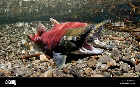 Underwater View Of Gaping Sockeye Salmon In Power Creek Copper River Delta Near Cordova Prince