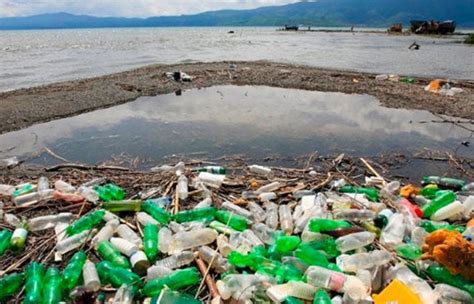 Crisis ambiental cada vez más personas se preocupan por la pérdida de