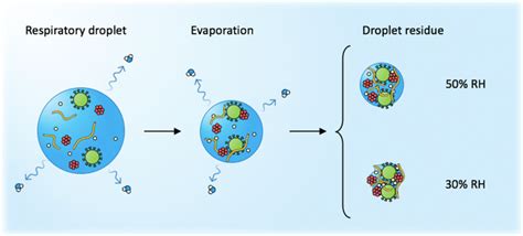 Drying Out Of A Respiratory Droplet The Droplet Progressively