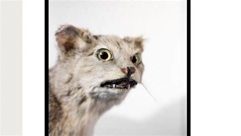 19 examples of taxidermy gone horribly wrong - Alltop Viral