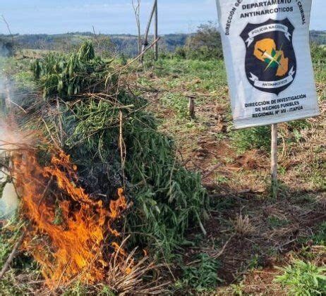 Diario HOY Destruyen Varias Plantaciones De Marihuana En La Reserva