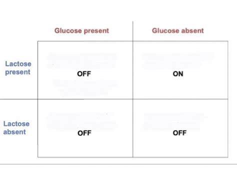 Lac Operon Quiz