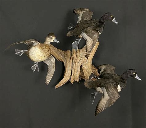 Cool Duck Mounts