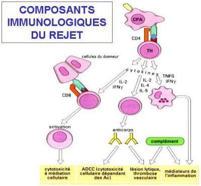 Tpe Sur Les Greffes Les Rejets