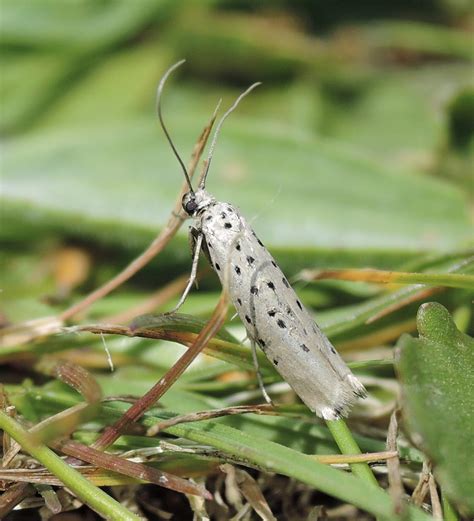 Yponomeuta Sedella Suffolk Micro Moths The Micro Moths Of Suffolk