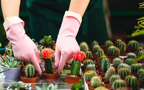 Conoce Como Cuidar Un Cactus Casas Incre Bles