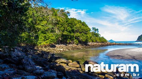 Camburi E Camburizinho Guia Definitivo Naturam