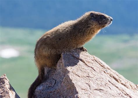 Marmot Resting On Rock At The Top Of Mount Evans Colorado Stock Image