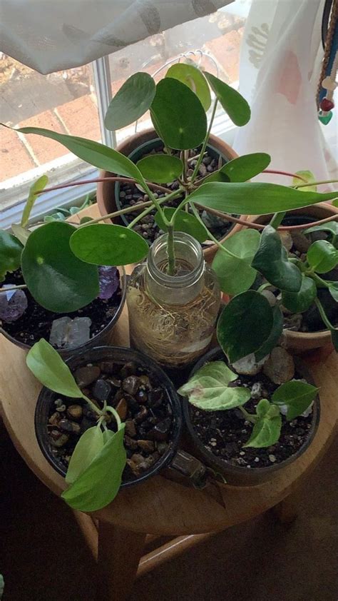 Дуже багато зелені | Pretty plants, Plant aesthetic, House plants