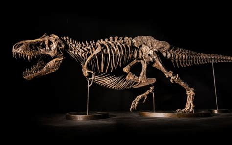 Un tiranosaurio rex será subastado en Suiza – Diario El Salvador