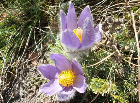 Wallpaper Flowers Dead Crocus Flower Flora Loose Wildflower